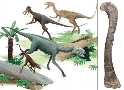 Dromomeron romeri (внизу слева), животное, похожее на Silesaurus (внизу в центре), динозавр Chindesaurus bryansmalli (вверху в центре) и теропод coelophysoid - конкурирующие существа, жившие вместе миллионы лет. Справа: кость Dromomeron romeri (иллюстрация и фото Science).